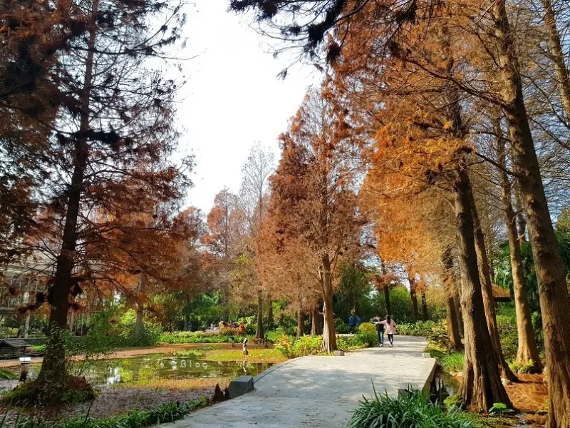 《彰化好好玩》菁芳園❤浪漫森林系~池畔玻璃屋，落羽松秘境｡