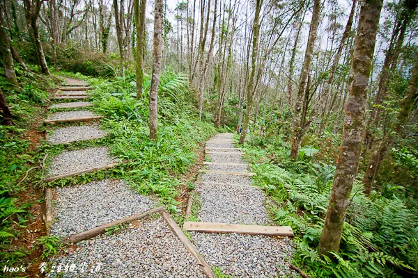 【宜蘭三星】拳頭姆步道/拳頭姆自然步道 - 輕鬆簡單，一小時可走完，老少閑宜，適合親子同行的清靜小步道