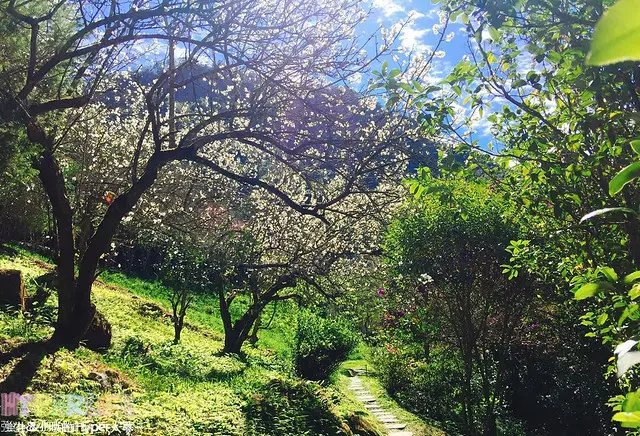 桃李河畔 – 台中新社門半日遊景觀餐廳，門票可全抵用餐消費，戶外歡迎寵物。桂花、金針花、李花、梅花、櫻花一次GET! 春天還可以看螢火蟲哦！ @強生與小吠的Hyper人蔘~