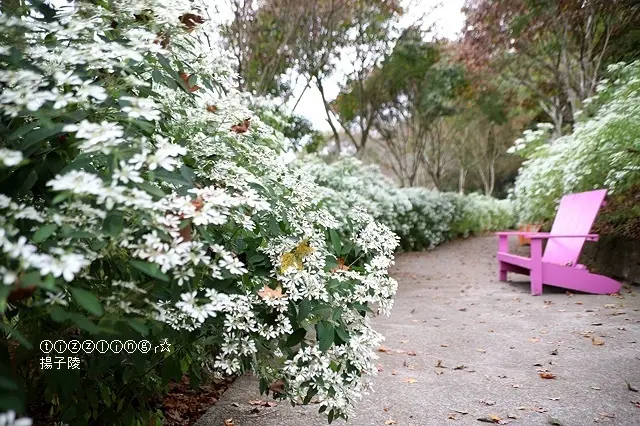 2020台中新社桃李河畔｜繽紛聖誕白雪木下雪了，一同漫步在這繽紛白雪皚皚的世界～