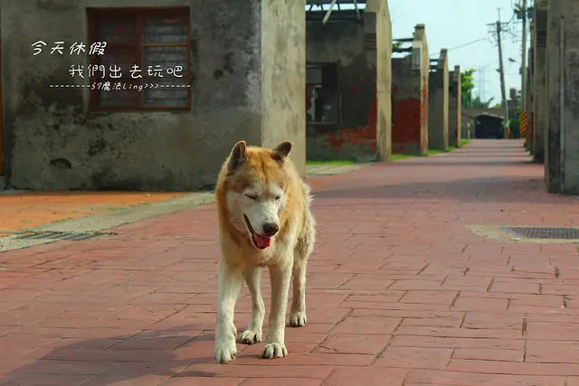[ 彰化⊙線西]蛤蜊兵營。懷舊風光。很適合外拍。熱門打卡景點。