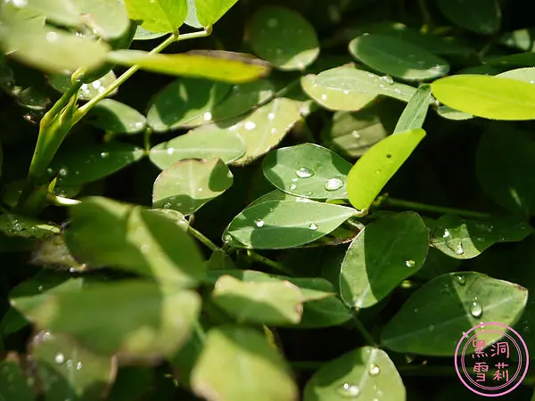 ◆台中◆ 好放鬆之綠意盎然的薰衣草森林