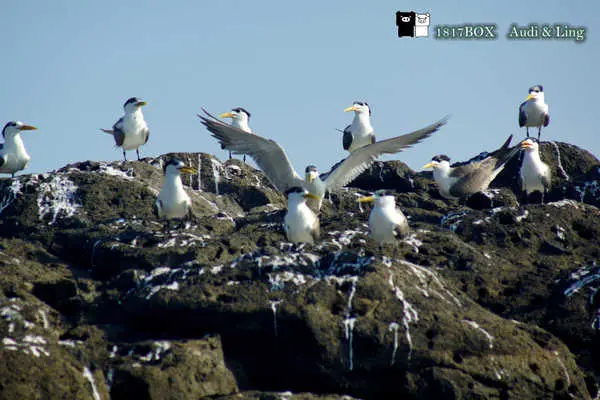 【澎湖。望安】頭巾嶼巡航賞鳥。南方四島之旅遊程