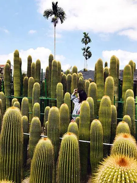 【玩在彰化】田尾公路花園 半日遊輕鬆逛