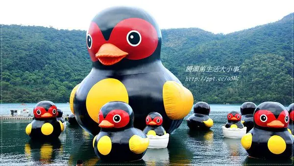 【花蓮/壽豐】超夯的紅面鴨家族，隆重登場♪♪鯉魚潭♪♪