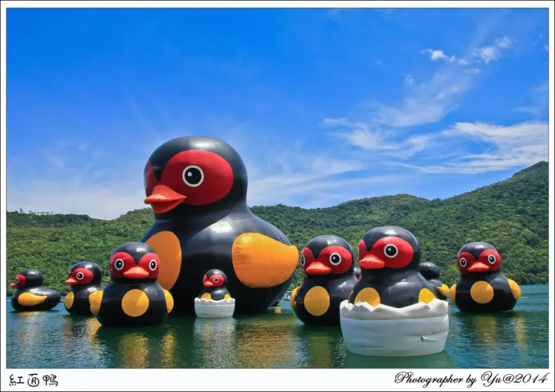 [遊記]【花蓮縣壽豐鄉】紅面鴨家族。現身於花蓮鯉魚潭