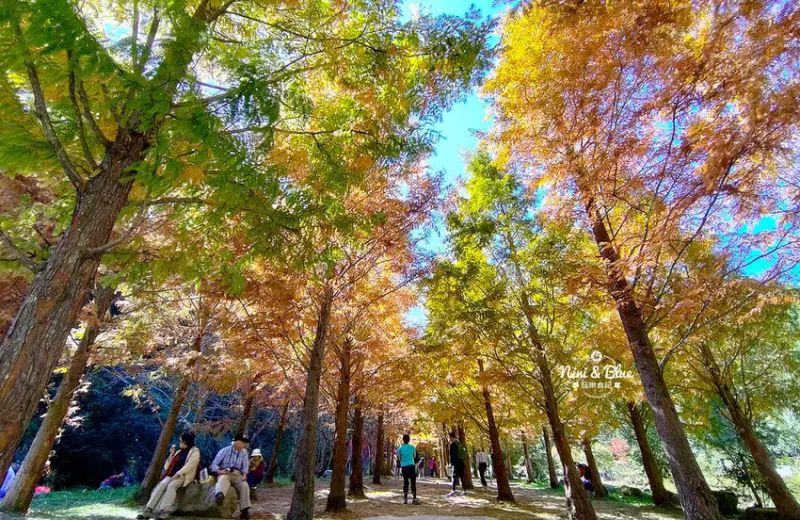 杉林溪森林生態渡假園區/ WalkerLand窩客島整理提供 未經許可不可轉載