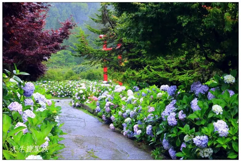 全台數量最多繡球花大爆開！持續到８月～～