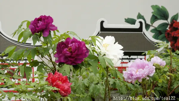 一親牡丹、芍藥花中后妃之芳澤...杉林溪牡丹花季展