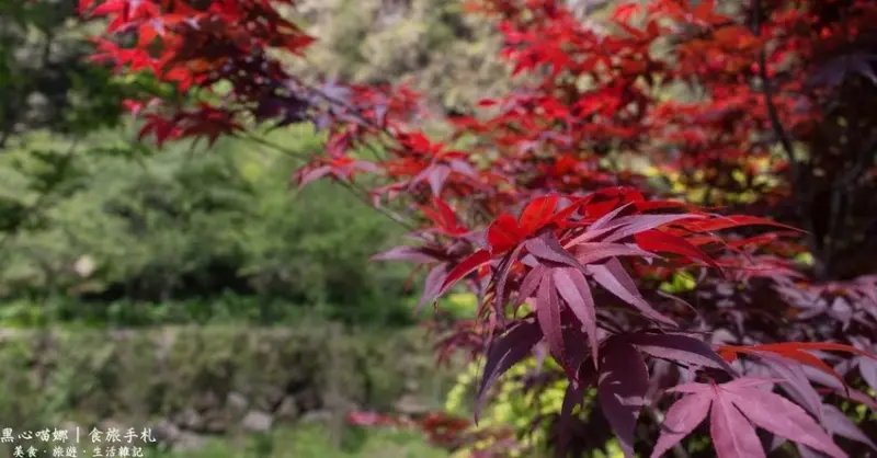 南投竹山︱杉林溪森林生態渡假園區　血紅楓樹與午後飛霧，賞楓就到美如仙境的杉林溪吧！