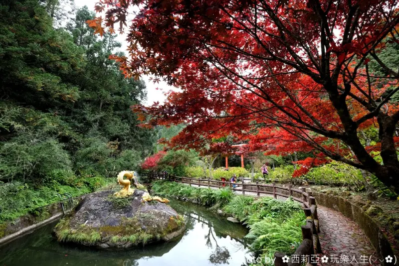 【南投。竹山鎮】激推！中部賞楓新亮點『杉林溪生態森林渡假園區。花卉中心(藥花園)』，猶如北國楓葉火紅直達天際，真的是美極了。