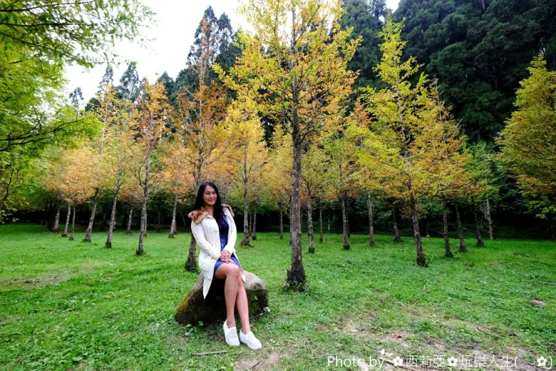 【南投。竹山鎮】必推！攝影新亮點之『杉林溪生態森林渡假園區。水杉黃』，深秋時節水杉黃，猶如那北國秋意蕭瑟般氛圍。