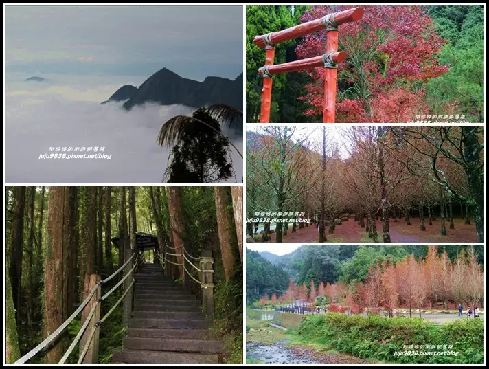 南投。杉林溪穿林棧道。雲海。楓紅。浪漫水杉林。漫步穿林棧道