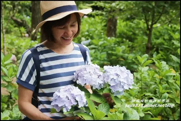 南投，季節限定杉林溪繡球花季