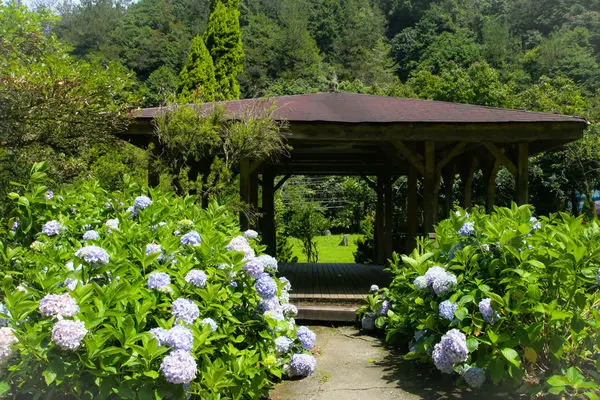 2014年杉林溪繡球花季