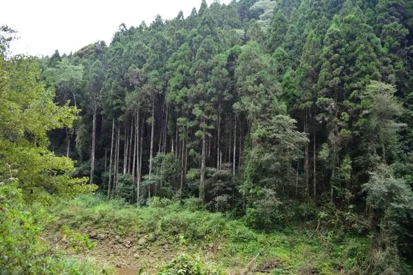 [南投竹山]避暑勝地~杉林溪2015繡球花季-藥花園&玻璃花坊&牡丹園