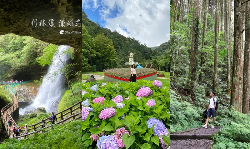 杉林溪繡球花季 - 山中賞花森呼吸 / 健走也能浪漫賞花. 感受杉林壯麗