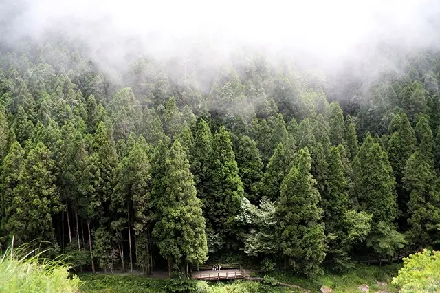 18th 愛在一起玩，2020夏之旅第二天（上）｜杉林溪森林生態渡假園區｜2020杉林溪繡球花季～