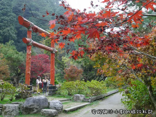 【南投。竹山】不用飛到日本  杉林溪楓紅水杉一次滿足  中部賞楓亮點-杉林溪森林生態渡假園區