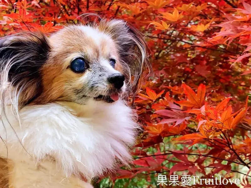 一年四季都適合的　杉林溪森林渡假園區　寓教於樂　休閒呼吸芬多精的好去處　　親子寵物友善　毛孩不限大小，最少牽繩即可