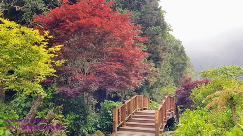 [住]南投 杉林溪森林生態度假園區 吸收芬多精 步行林間步道 享受輕鬆休憩一泊二食度假之旅