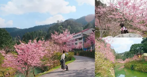 2020杉林溪櫻花季 粉紅仙境大爆發 浪漫櫻花倒影 鬱金香 牡丹花百花齊放 寵物友善