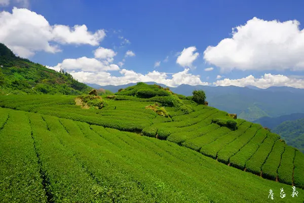 【嘉義】隙頂鞍頂，避暑紓壓好地方，二延平步道茶園、巨石、竹林、遠眺市區景觀