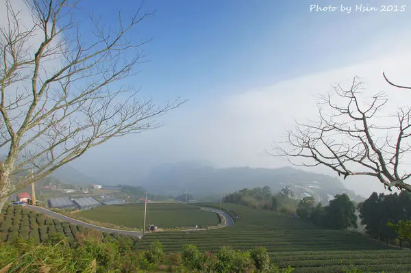 【嘉義】阿里山公路沿途櫻花開，二延平步道雲霧飄渺的夢幻茶園、巨石坡坎、觀夕陽