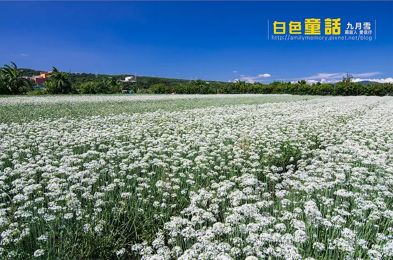 【桃園景點】不能錯過的九月雪~~桃園秘境大溪韭菜花海(韭菜花逍