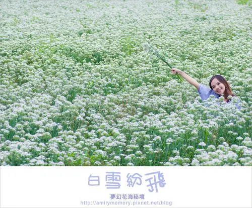 ╠桃園旅遊╣ 秘境!桃園飄出九月雪 花又盛開了 你豈能錯過韭菜花海的美
