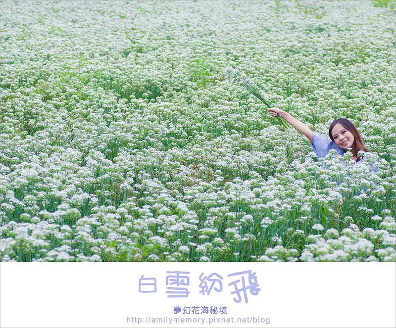 ╠桃園旅遊╣ 秘境!桃園飄出九月雪 花又盛開了 你豈能錯過韭菜花海的美