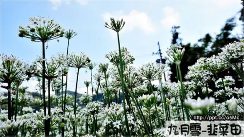 【桃園/大溪】親子同遊～季節限定９月雪，韭菜田飄香，美不盛收