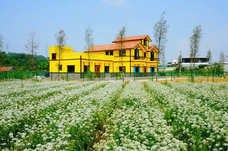 【桃園】大溪中新里韭菜花海 季節限定九月雪
