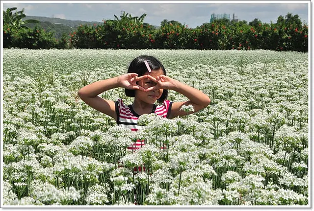桃園．大溪中新里韭菜花海~二訪9月雪秘境