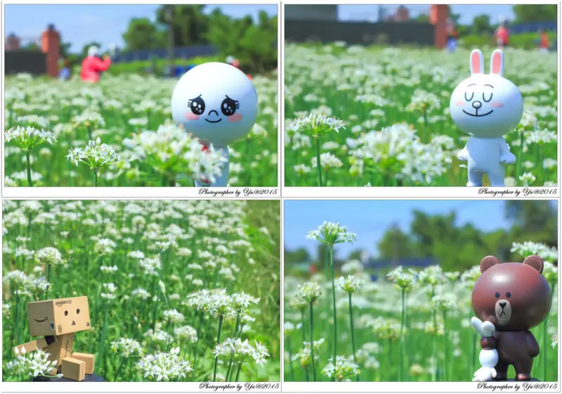 [賞花]【桃園市大溪區】中新里韭菜花田~大鶯路黃色小屋農莊韭菜花海。不能錯過的九月雪