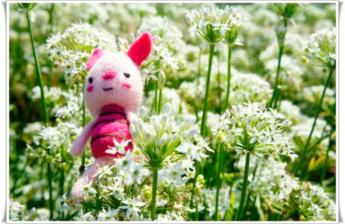 [桃園 大溪]韭菜花海  浪漫九月雪  濃濃韭菜香