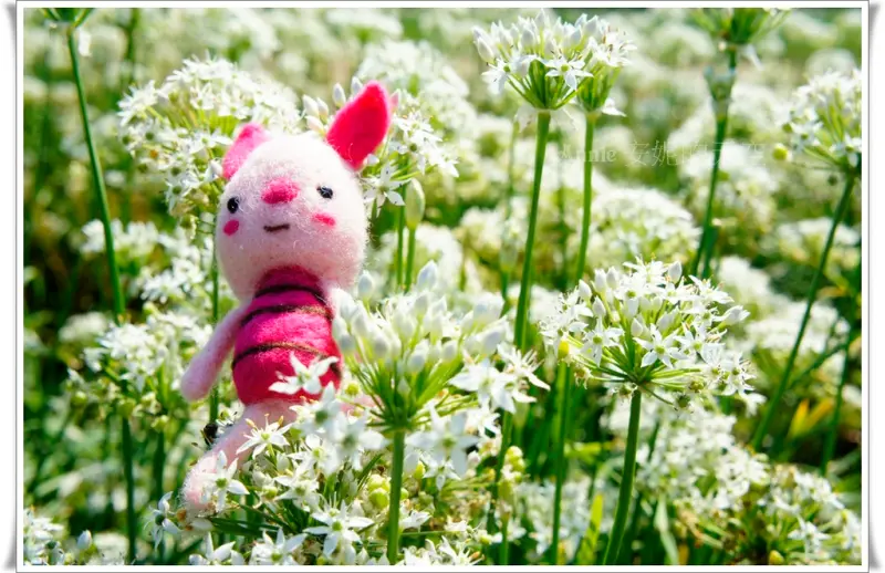 [桃園 大溪]韭菜花海  浪漫九月雪  濃濃韭菜香