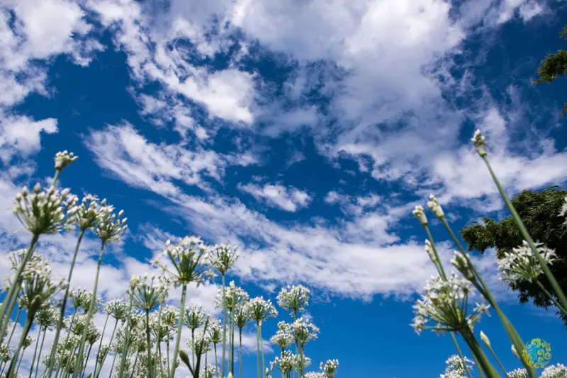 韭月雪～大溪韭菜花季逍遙遊