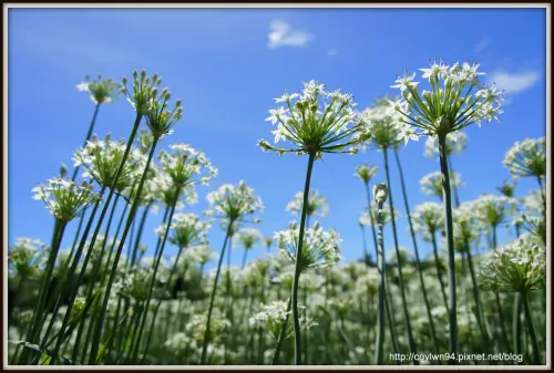 九月雪~大溪韭菜花 