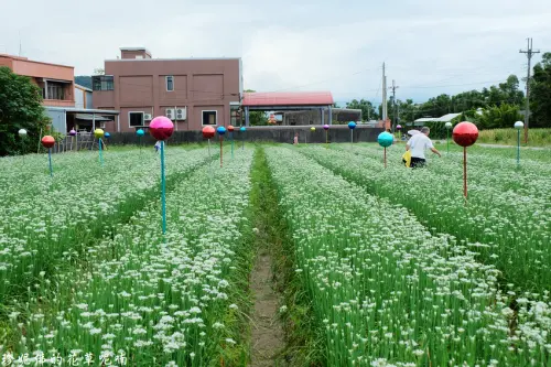 【桃園-大溪區】2019大溪中新里韭菜花季「好韭不見」