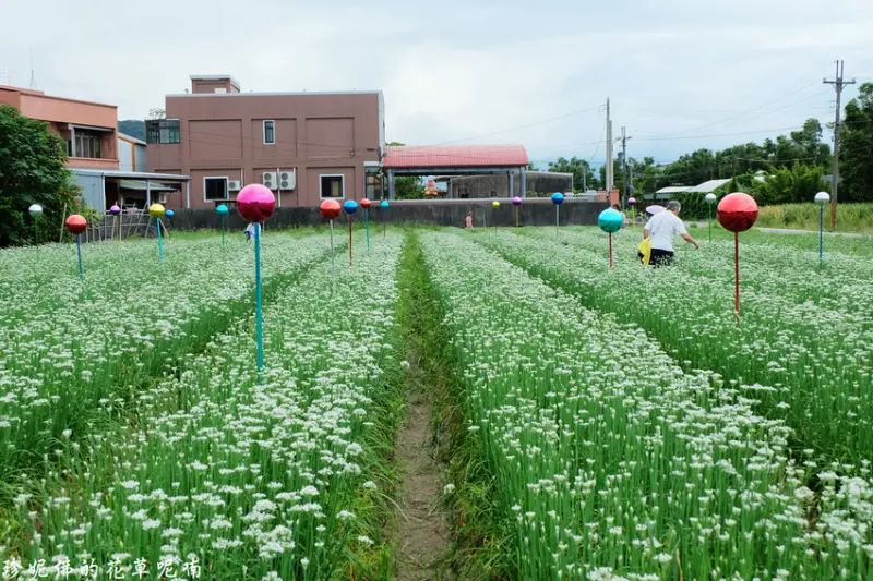 【桃園-大溪區】2019大溪中新里韭菜花季「好韭不見」