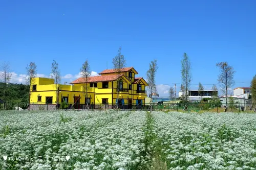 【桃園-大溪區】秋日賞花，九月雪韭菜花現正盛開中