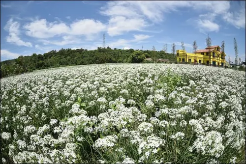 《魔鬼甄花瘋遊台灣》桃園大溪半日遊~異國風情九月雪．小小兵超迷你彩繪巷．老街溪水管溜滑梯．飯店大廚的隱藏版平價餐館