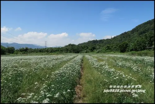 桃園大溪。季節限定大溪中新里飄九月雪