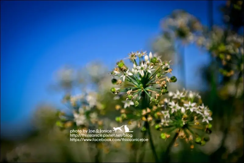 小男人攝影團°桃園大溪 -《 九月雪 - 韭菜花田 》(2014/09/18-09/19拍攝)