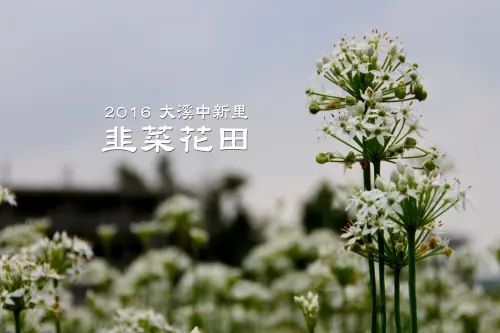 【桃園市。大溪區】秋初限定九(韭)月雪景@2016大溪中新里韭菜花田