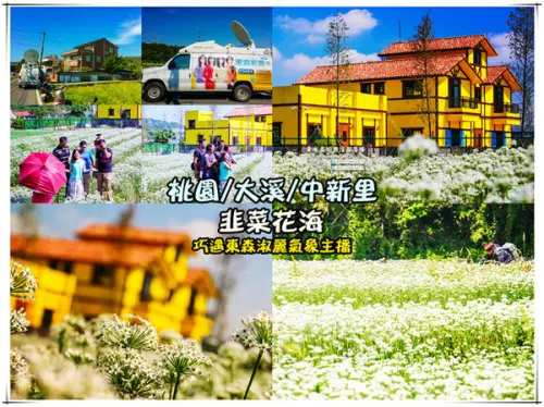 2015韭菜花海│桃園/大溪/中新里(九(韭)月的雪下的如此完美)