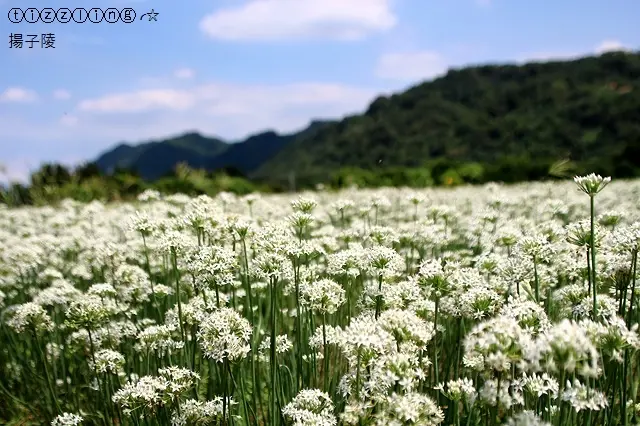 再相逢九月那一場雪。桃園大溪。中新里。韭菜花開&鶯歌找尋阿婆壽司趣～