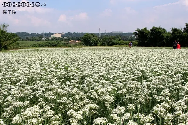 邂逅九月那一場雪。桃園大溪。中新里。韭菜花開～
