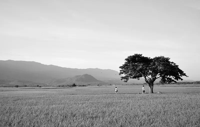 稻浪*台東池上.伯朗大道(天堂之路)金城武樹
